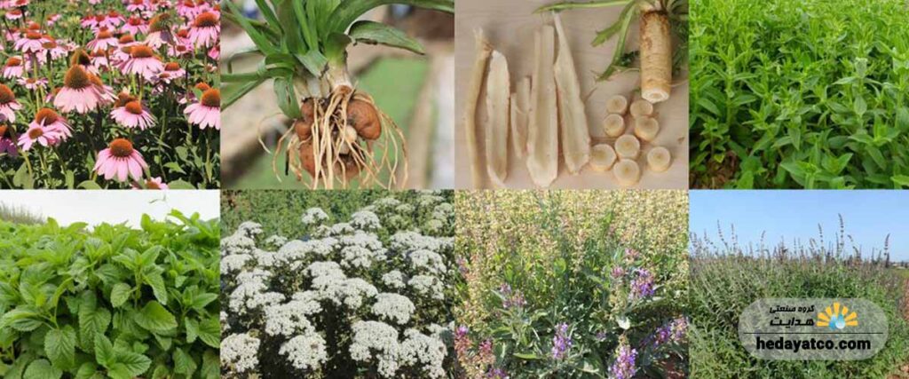 خشک کردن انواع گیاهان دارویی با دستگاه خشک کن