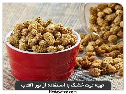 تهیه توت خشک با استفاده از نور آفتاب(خشک کن توت)